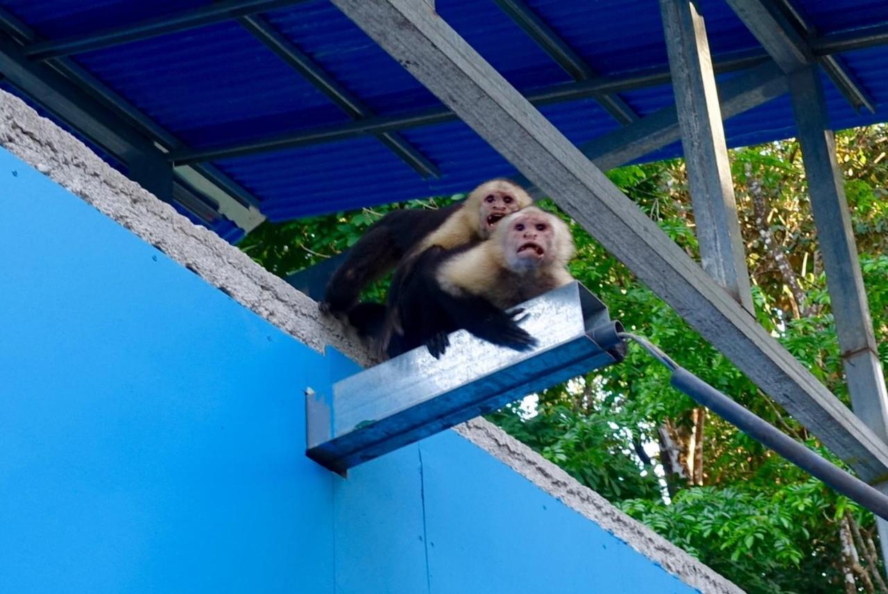 Corcovado Adventures Hostel Drake Bay Exterior photo